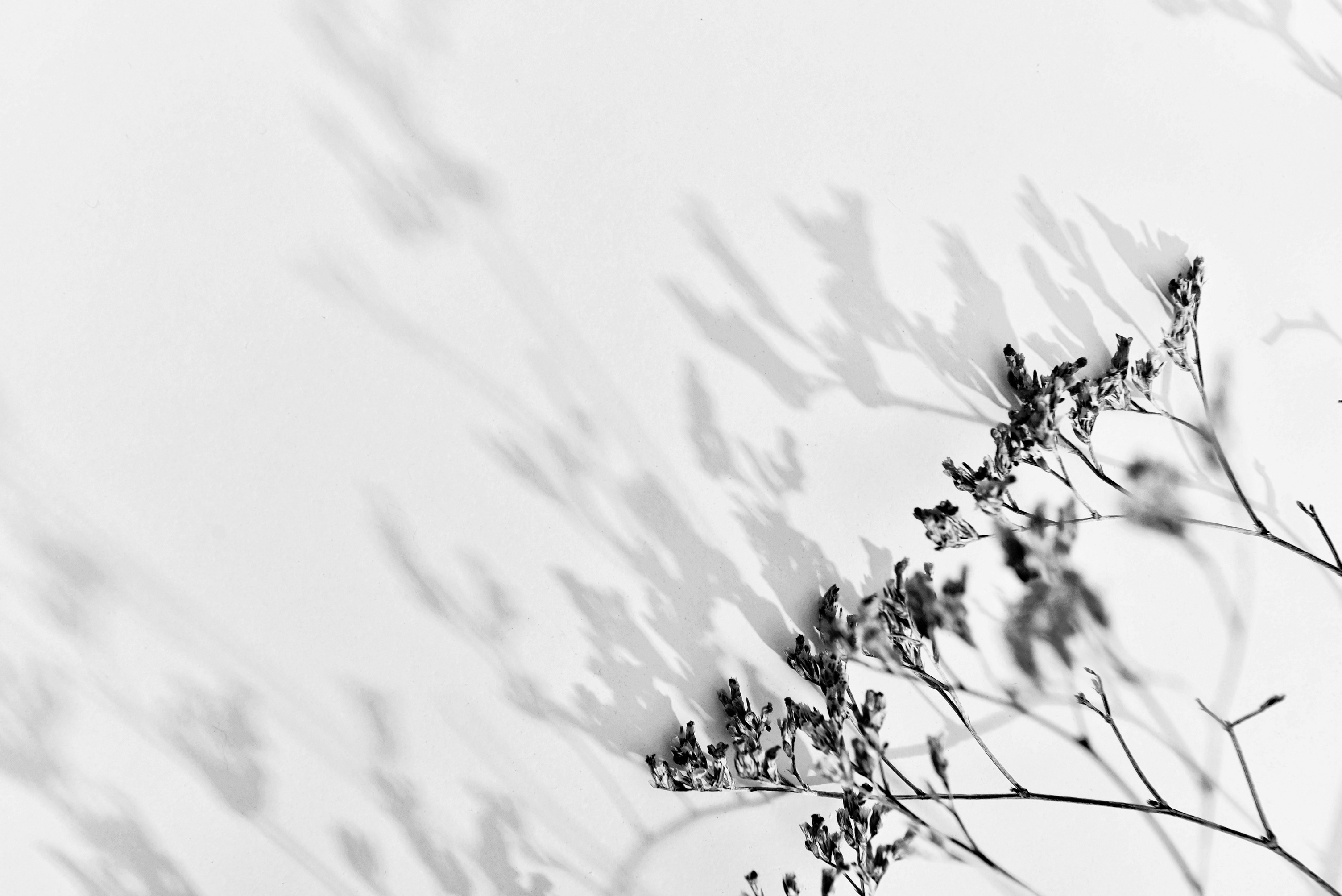 Small Flowers on White Background